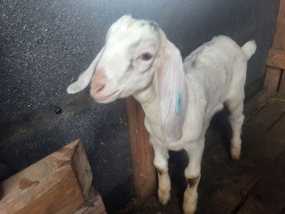 Tap metis tata anglo si mama sannen