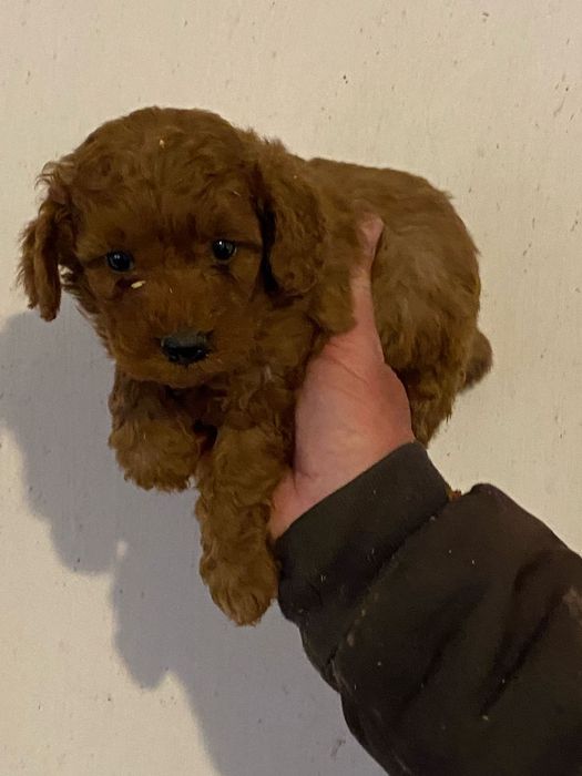 Cățeluș Pudel/Poodel Caniche Red toy