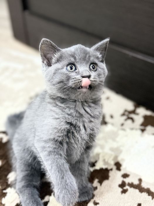 Отдам котенка. Девочка