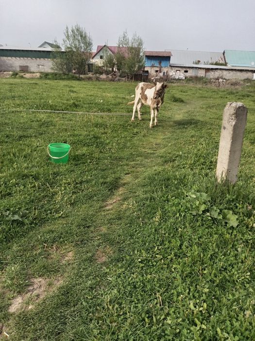 Баспак 1жасар саудасы бар