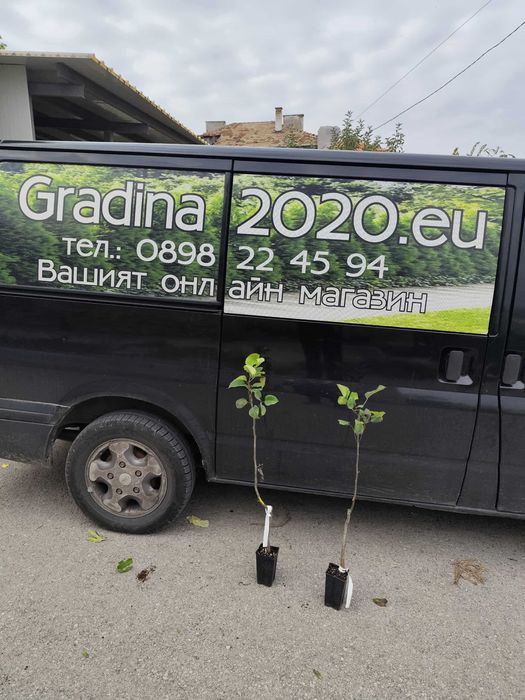 Азиатска круша Наши (Pyrus pyrifolia)