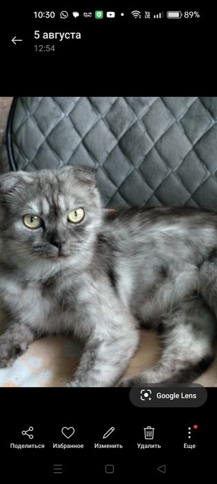 Продам породистую кошку