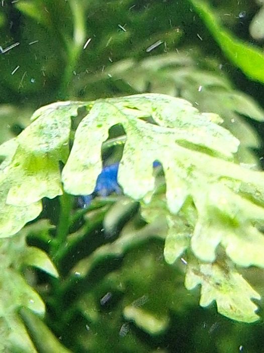 Кристални скариди