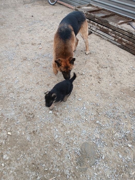 Европейский овчарка  күшігі