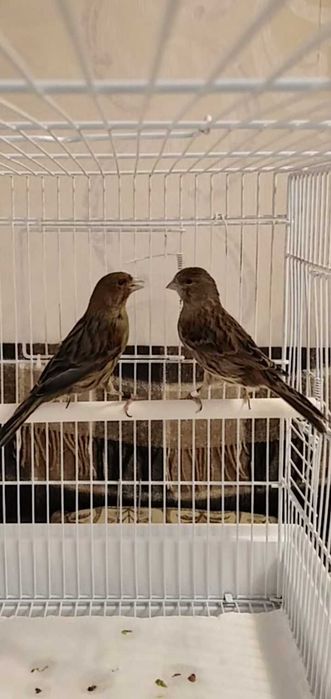 Канарейки самки годовалые