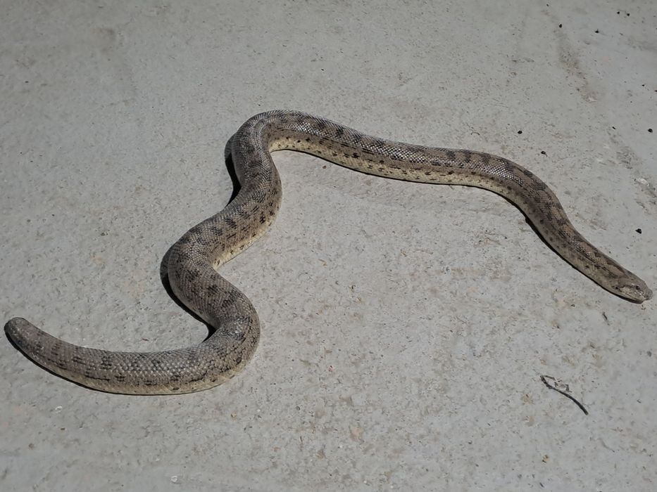 Колбар жылан бар