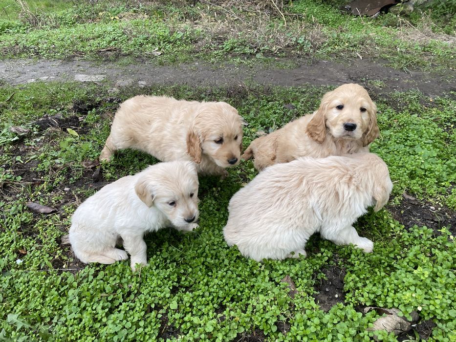 Продавам Голдън Ретривър