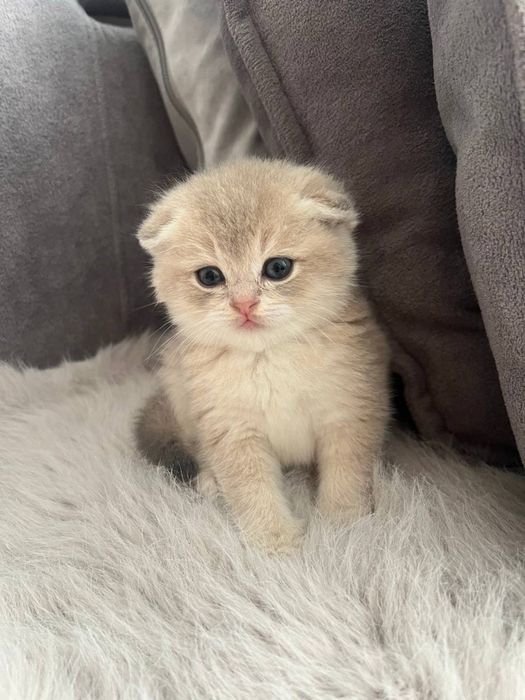 вислоухий котенок скоттиш фолд