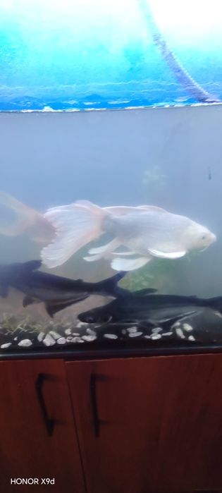 Karp koi 2 ta. 2ta siamskiy akula