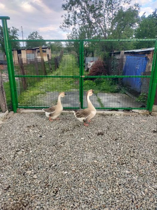 Vând ouă gâscă leșească