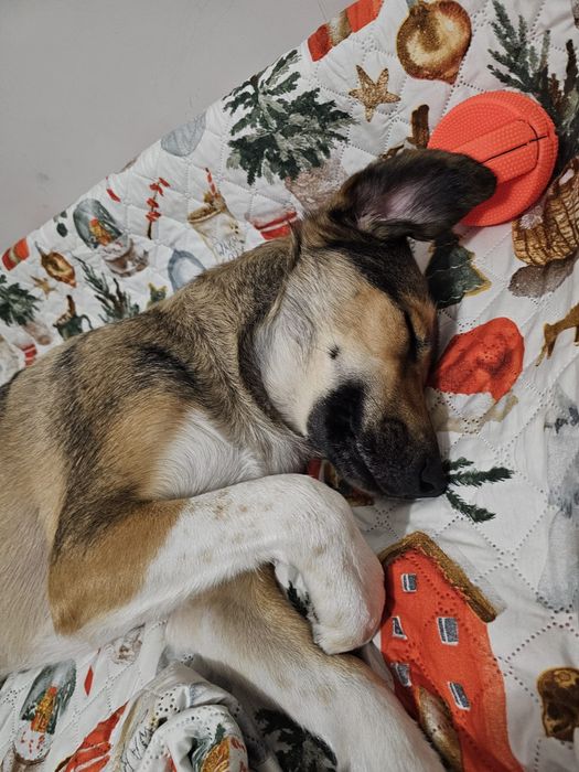 Ofer servicii de pet sitter, plimbări căini și pisici, pet taxi, Const