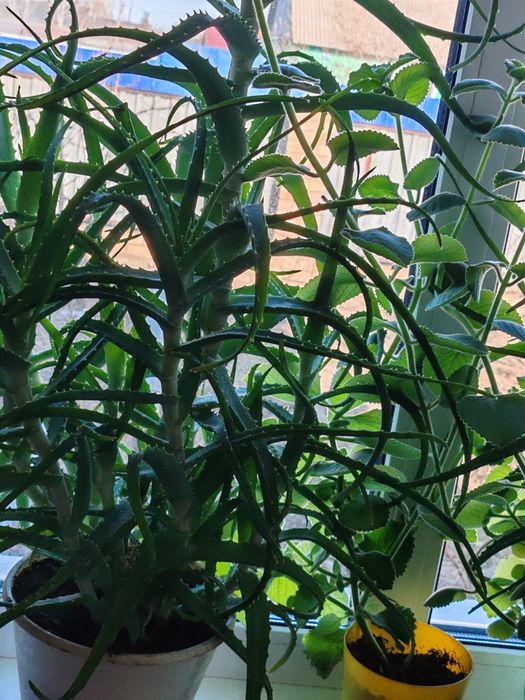 Алоя. столетник.