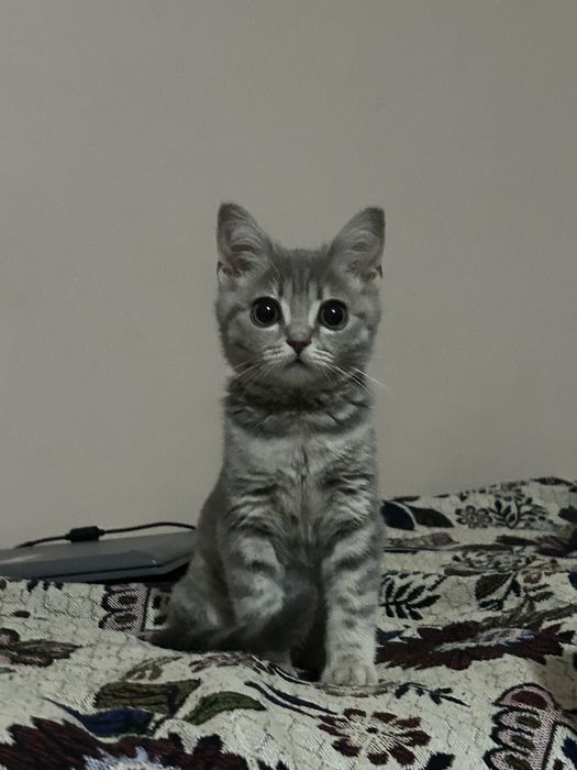 отдадим котенка в добрые руки, девочка
