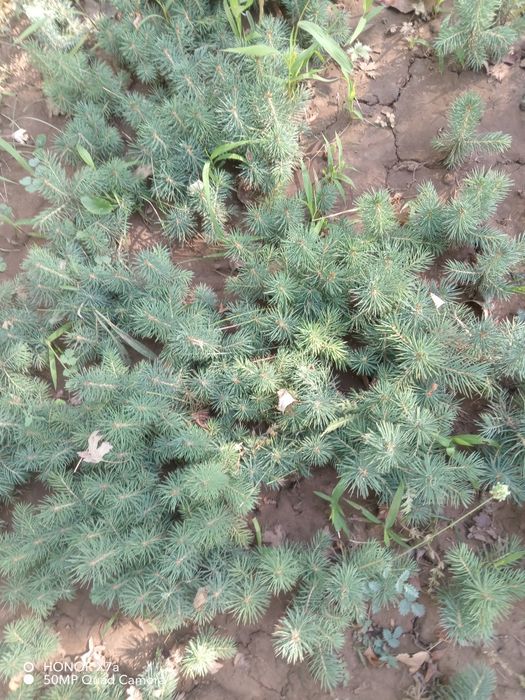 Арча эль Голубая