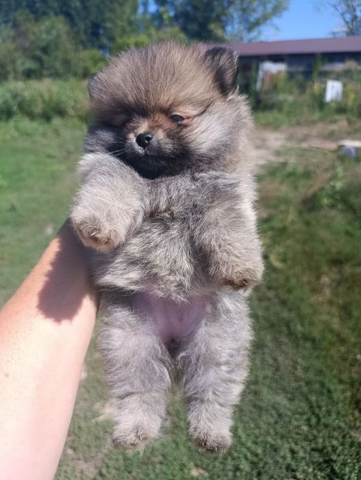 Продам щенка Померанского шпица