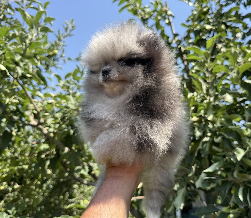 Продавам померан - възможно доставка