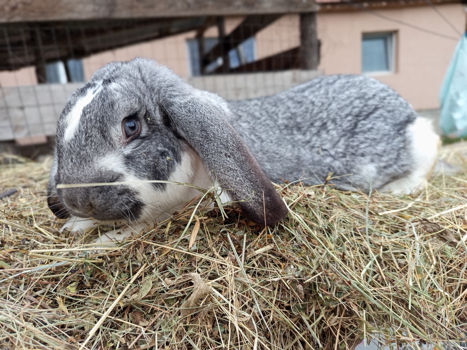 Vând iepuroi berbec german