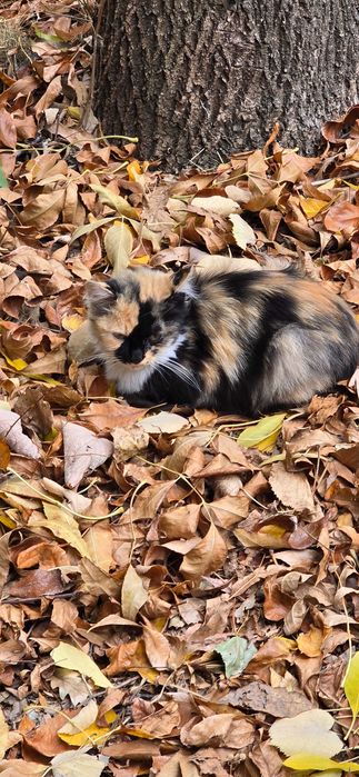 Котка на 3 месеца