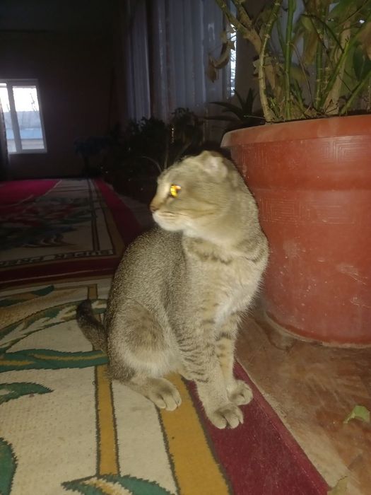 Кошка породы: Шотландийский вислоух