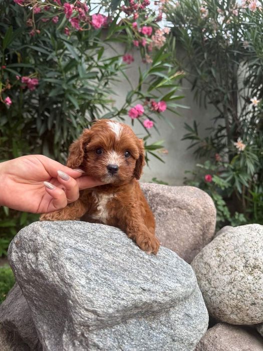 Кавапу !!! Cavapoo!!!