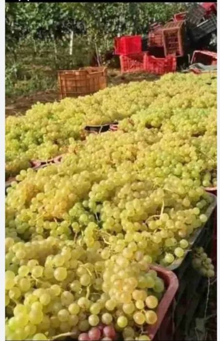 Struguri de vin toate soiurile feteasca regala galbena de Odobești ris