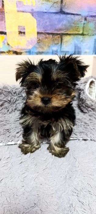 Йоркширский терьер