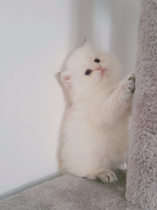 British longhair