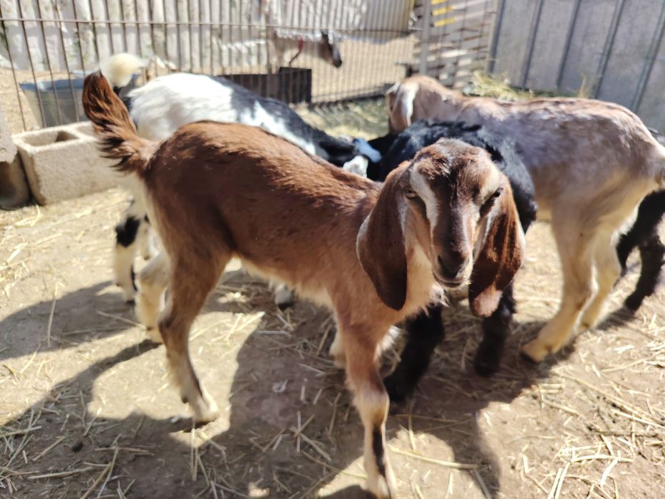 Продам молодых козлят