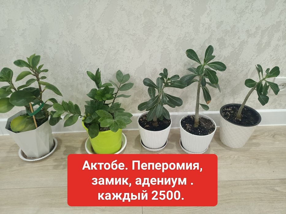 Цветы адениум, пеперомия. Оленьи рога