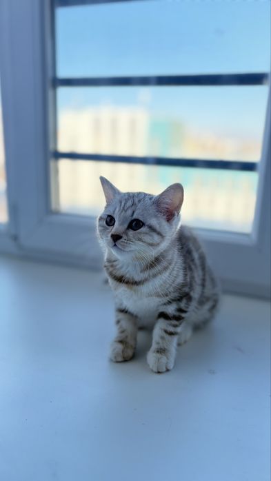 Продается котенок