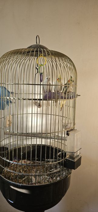 Papagali nimfe cu colivie mare