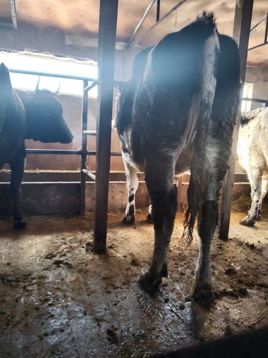 Все  доятся все стельные