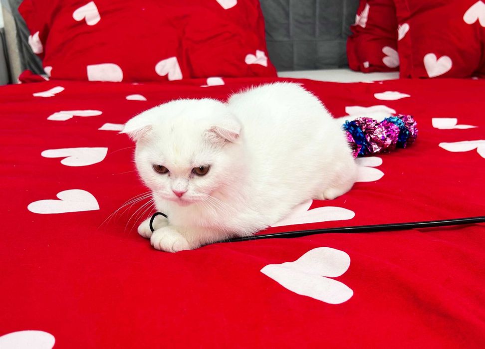 Pisicuță albă și adorabilă - Scottish Fold, cu Pedigree