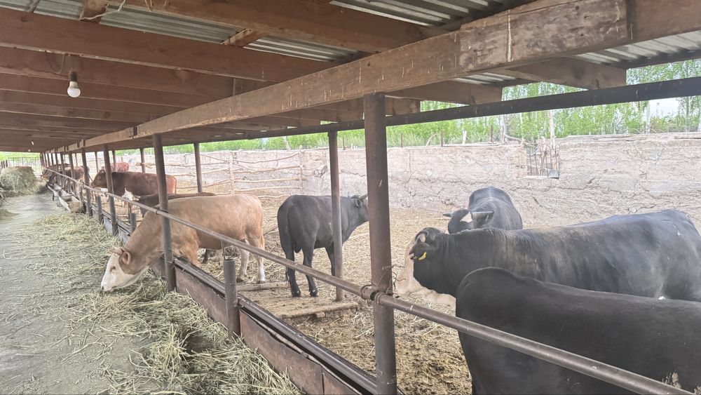 Бұқалар! Бычки!!!