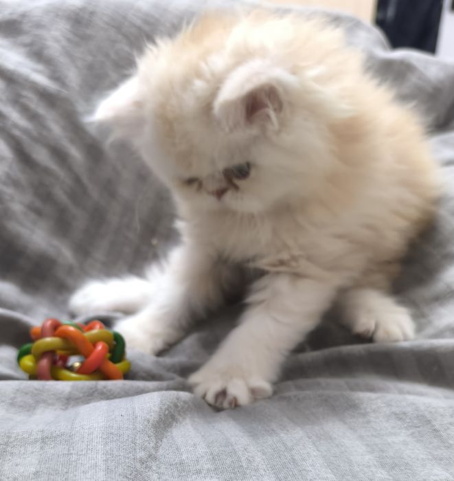 Персидские котята