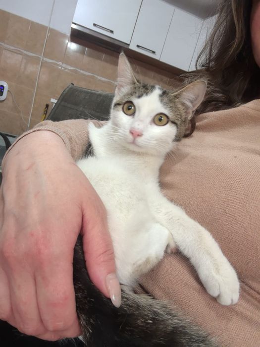 Donatii Pisici spre adoptie