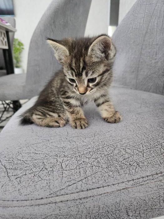 Отдам даром домашние котята