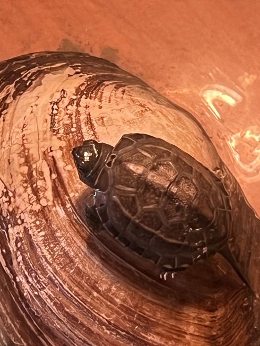 Черепаха с аквариумом и корм продам