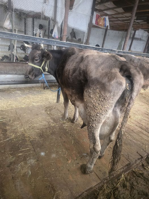 Бұзаулы сиыр сатылады