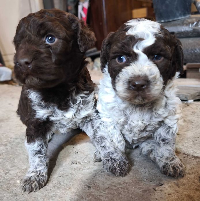 Лагото Романьоло