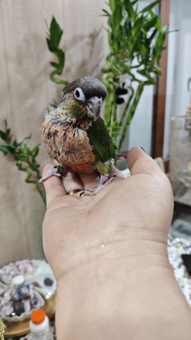 Продаются птенцы попугая Пиррруры.