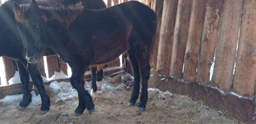 2 жабағы сатам ұрғашы