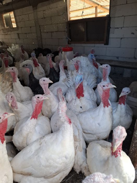 Vând curci, curcani bio și pui de rasă mixtă!!