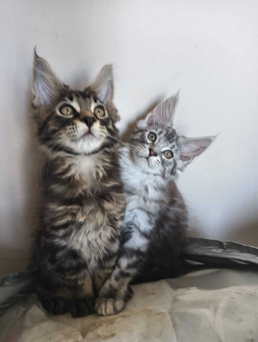 Продавам 1 женско  чистокръвно котенца Мейн Куун