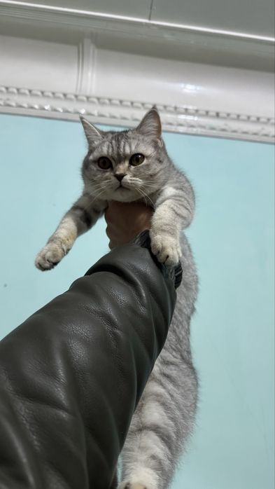 Britanskiy seribristaya shinshilla