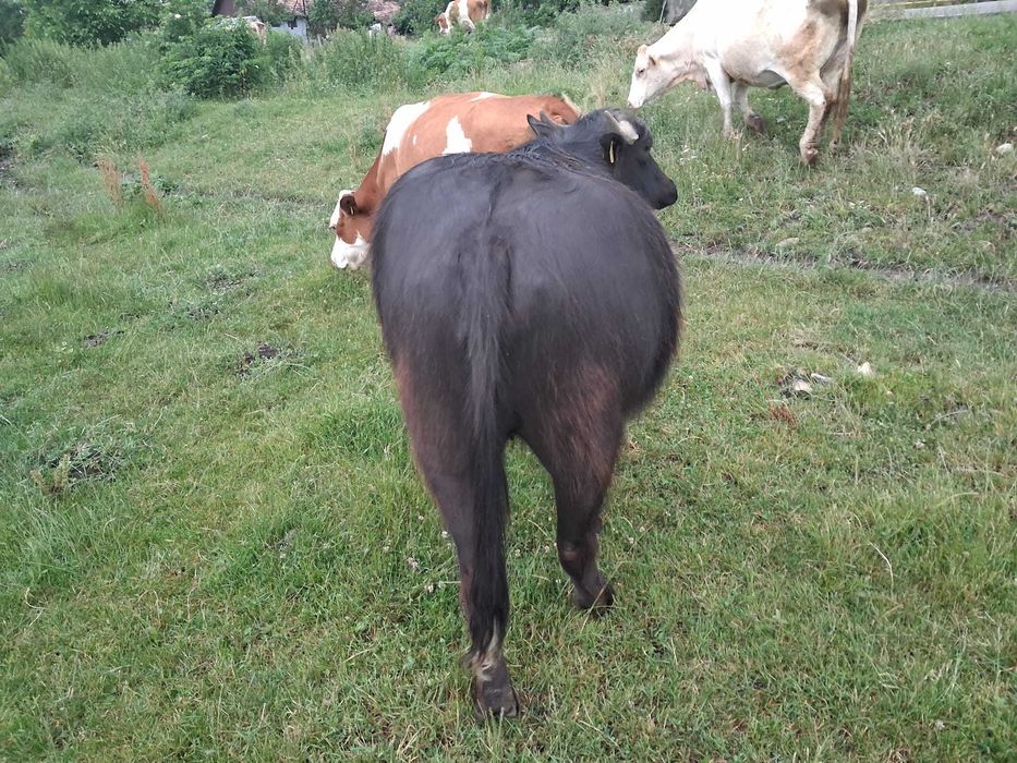 Bivoliță de vânzare