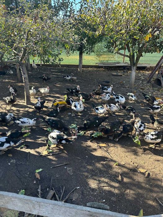 Rate de vanzare 150 lei perechea