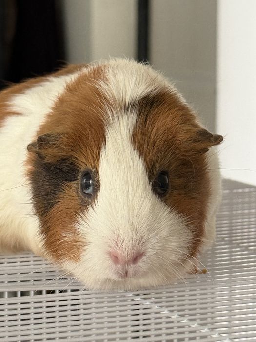 Morskix svinok, guinea pig, морских свинок