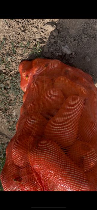 Аскабак тыква матильда свежая