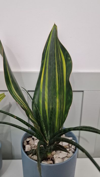 Продам композицию из сортовых сансевиерий